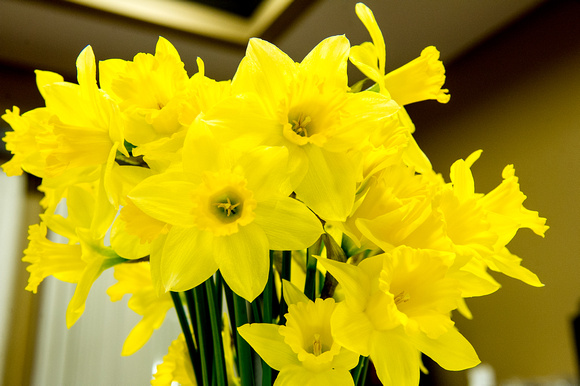 Daffodils From BC